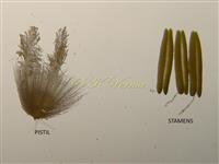  Pistil and Stamens
